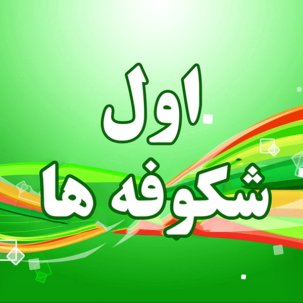 اول غنچه ها
